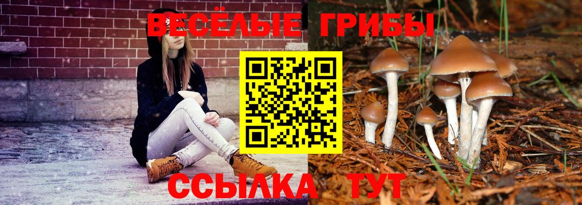 Галлюциногенные грибы Psilocybine cubensis Котлас